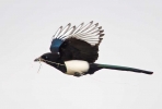 Magpie-02-12.jpg