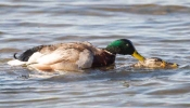 Mallard-FI-20-03-12.jpg