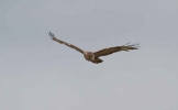 Marsh-harrier-04-11.jpg