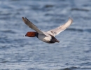 Pochard-FI-20-03-12.jpg