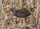 Water-Rail-3-FI.jpg