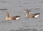 White-fronted-geese-02-12-FI.jpg