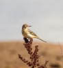 Yellow-Wagtail.jpg