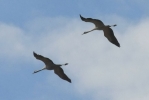 Filename=crane_gib.jpg
Filesize=21KiB
Dimensions=700x467
Date added=Apr 08, 2011 crane_gib.jpg