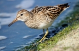 Pec_Sand_@_Toft_069.JPG