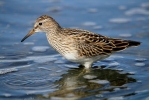 Pec_Sand_@_Toft_077.JPG