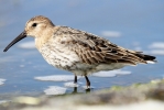 Pec_Sand_@_Toft_201.JPG