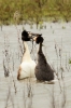 Filename=frampton_031.JPG
Filesize=89KiB
Dimensions=300x450
Date added=May 01, 2012 frampton_031.JPG
