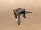 Arctic-Skua_0335.jpg