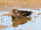 Arctic-Skua_0393.jpg