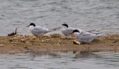 Filename=Arctic-Terns_30681.jpg
Filesize=128KiB
Dimensions=600x346
Date added=May 04, 2012 Arctic-Terns_30681.jpg