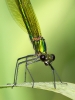 Banded-Agrion-Female_3874.jpg