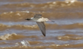 Bar-Tailed-Godwit-In-Flight.jpg