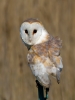 Barn-Owl_34066.jpg