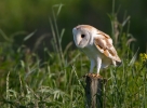 Barn-Owl_42204.jpg