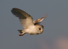 Barn-Owl_45319.jpg