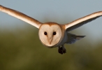 Barn-Owl_46281.jpg