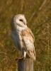 Barn-Owl_48115.jpg