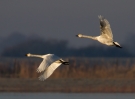 Bewick-Swans_73715~0.jpg