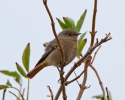 Black-Redstart_64980.jpg