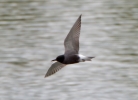 Black-Tern_21941.jpg