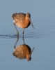 Black-tailed-Godwit_5D3_48879.jpg