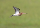 Black-tailed-Godwit_5D_14902.jpg