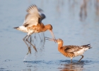 Black-tailed-Godwits_5D_21147.jpg