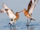 Black-tailed-Godwits_5D_21177.jpg