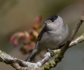 Blackcap-Male_5D_10654.jpg