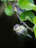 Blue-Tit-Juv_5D_18323~0.jpg