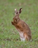 Brown-Hare_26546.jpg