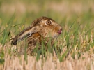 Brown-Hare_64074.jpg