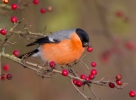 Bullfinch-Male_8558.jpg