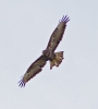 Buzzard-In-Flight_7441a.jpg