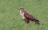 Buzzard_5D_35113.jpg