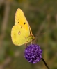 Clouded-Yellow_5D_25943.jpg