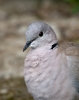 Collared-Dove_Lars_11811.jpg