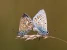 Common-Blue_5D_25883.jpg