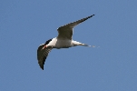 Common-Tern-1.gif