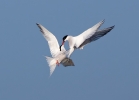 Common-Tern_5D3_52812.jpg