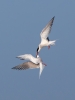 Common-Tern_5D3_52813.jpg