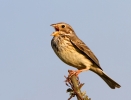 Corn-Bunting_36707.jpg