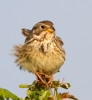 Corn-Bunting_37090.jpg