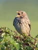 Corn-Bunting_5D_16772.jpg