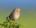 Corn-Bunting_5D_16791.jpg