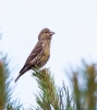 Crossbill_42403.jpg