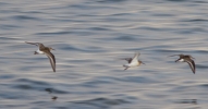 Filename=Curlew-Sands-and-Dunlin.jpg
Filesize=116KiB
Dimensions=700x366
Date added=Sep 20, 2011 Curlew-Sands-and-Dunlin.jpg