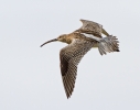 Curlew_56153.jpg