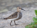 Dunlin_55322.jpg